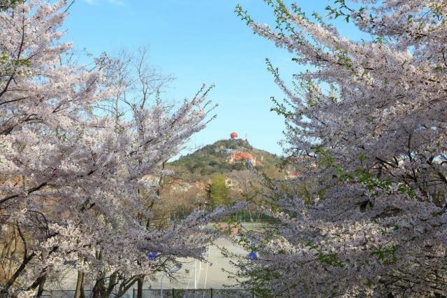 中国海洋大学怎么样?美景、美食云集理想院校具象化!(图2) 中国海洋大学怎么样?美景、美食云集理想院校具象化!(图2)